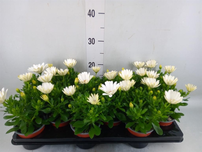 <h4>Osteospermum  'Sunny Pingo'</h4>