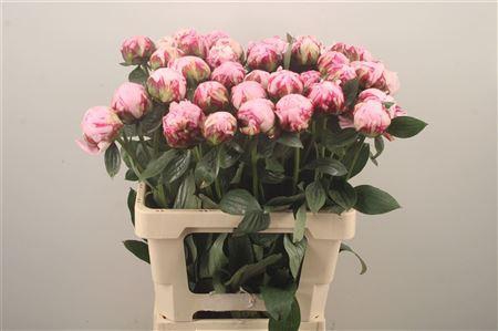 <h4>Paeo L Sarah Bernhard Pink Ex</h4>