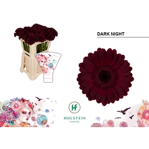 GERMINI DARK NIGHT GE MI DARK NIGHT