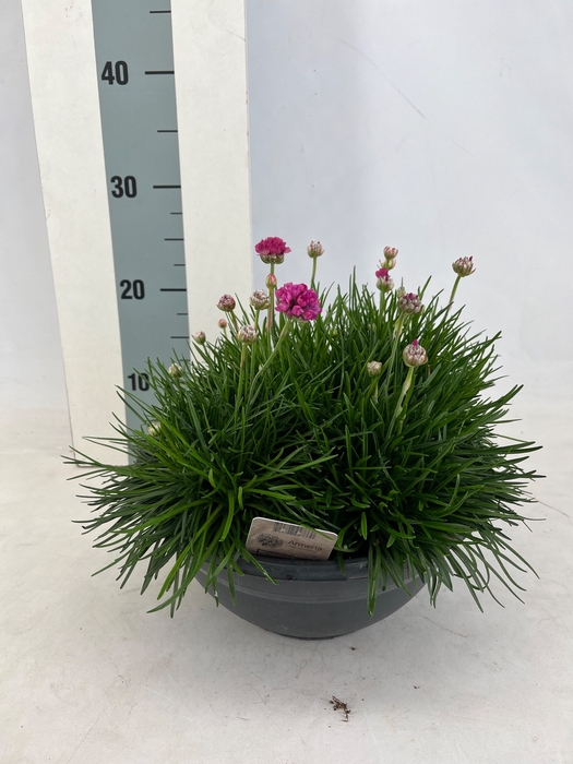 <h4>ARMERIA MARITIMA</h4>