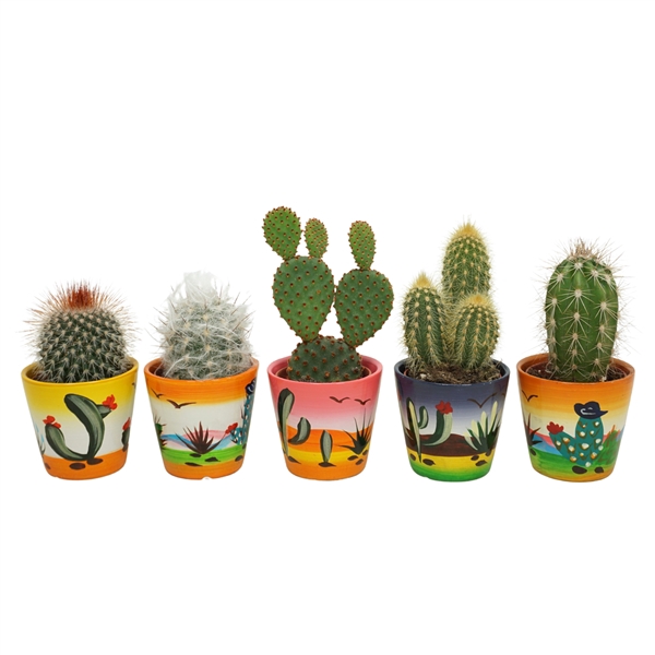 <h4>Cactus mix in 6 cm 'Decorpotje'</h4>