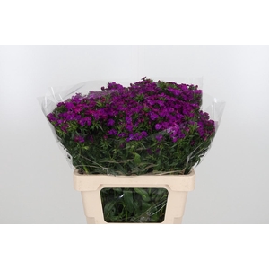 Di Barb Am Neon Purple