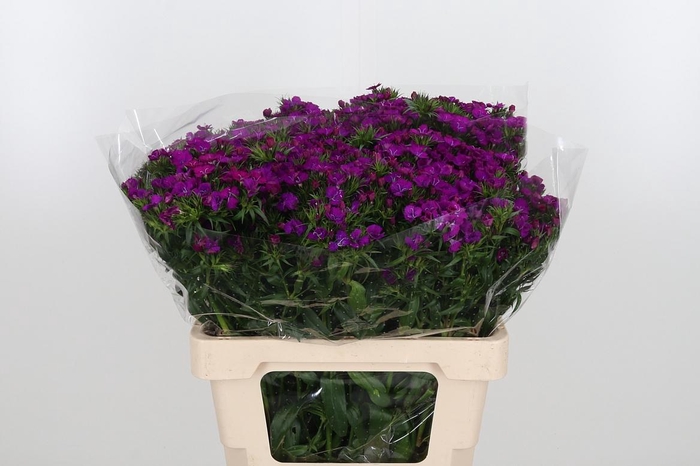 <h4>Di Barb Am Neon Purple</h4>