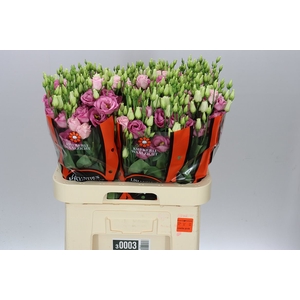 Eust Du Rosita Pink Ex
