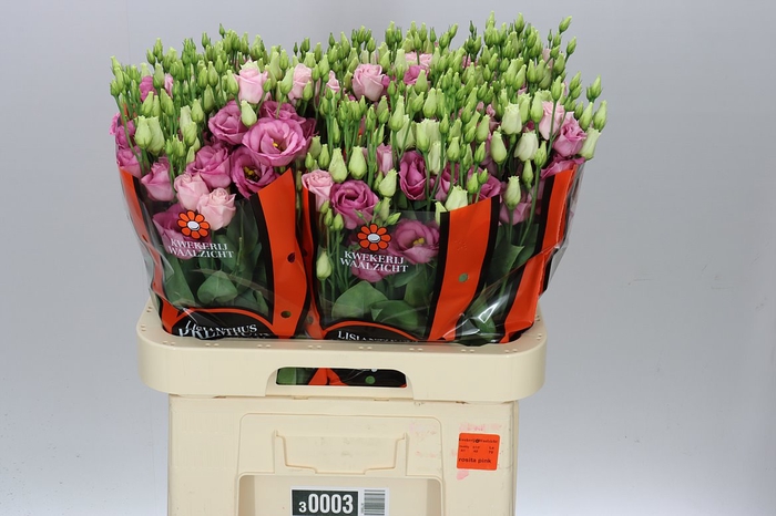 <h4>Eust Du Rosita Pink Ex</h4>