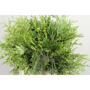 CONIFEER THUJA ZEBRINA