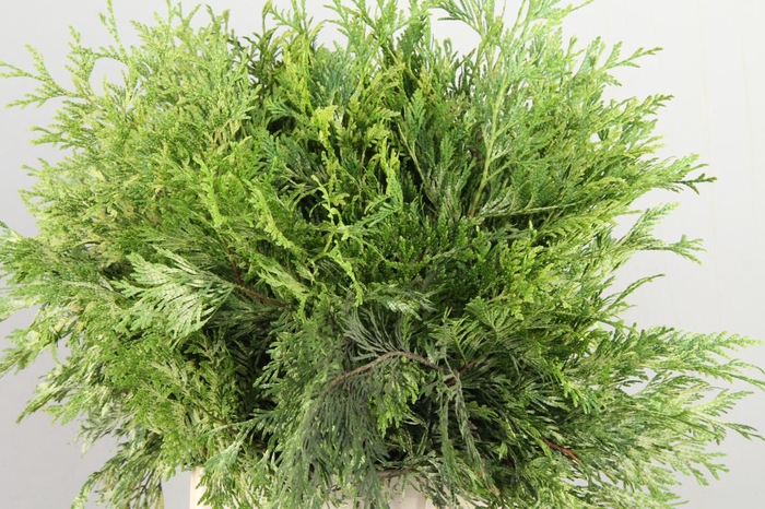 <h4>CONIFEER THUJA ZEBRINA</h4>