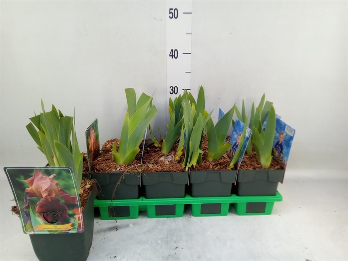 <h4>Iris germanica</h4>