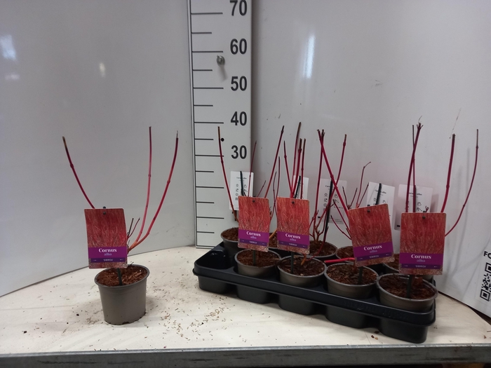 <h4>CORN ALBA SIBIRICA</h4>