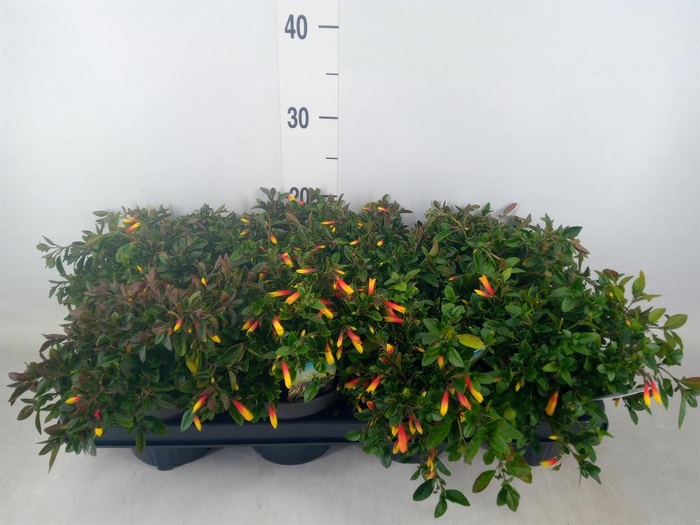 <h4>Justicia   ...</h4>