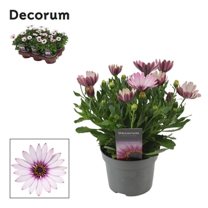 Osteospermum Quinty Decorum
