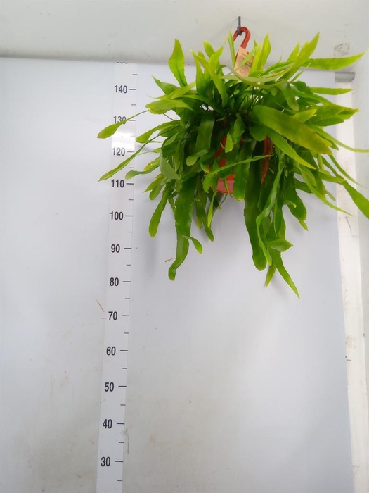 <h4>Epiphyllum   ...</h4>