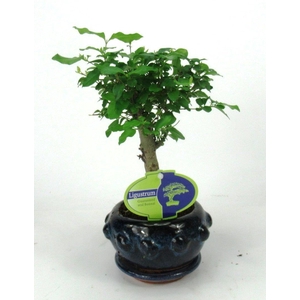 Ligustrum sinensis, 13cm., broom, with drip tray