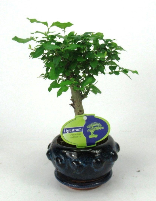 <h4>Ligustrum sinensis, 13cm., broom, with drip tray</h4>