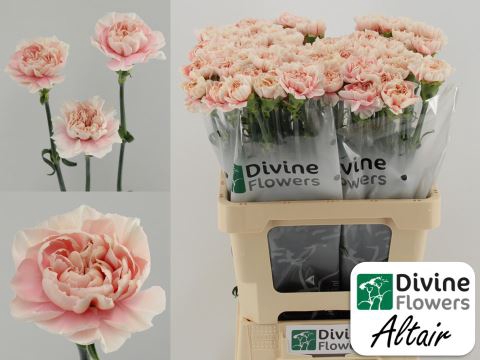 <h4>Dianthus ST 'Altair'</h4>
