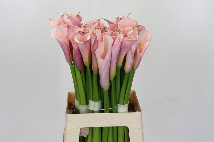 Zantedeschia Eydolls Pink
