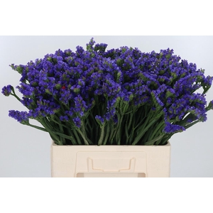 Statice Light Blue