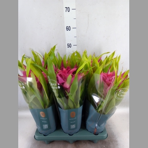 Guzmania  'Deseo Pink'
