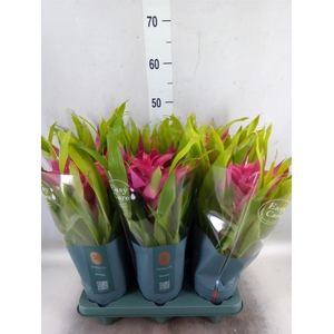 Guzmania  'Deseo Pink'