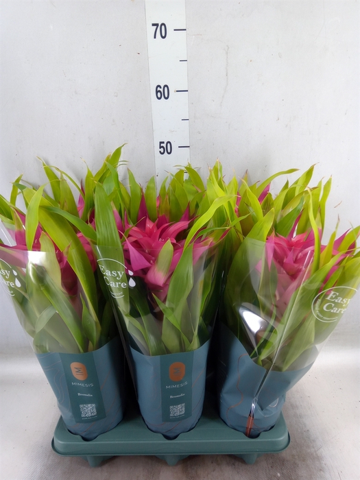 <h4>Guzmania  'Deseo Pink'</h4>