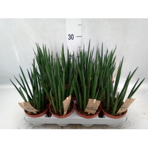 Sansevieria bacularis