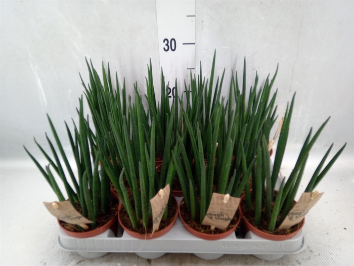 Sansevieria bacularis