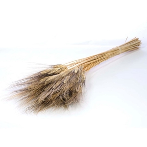 Triticum black wisps natural