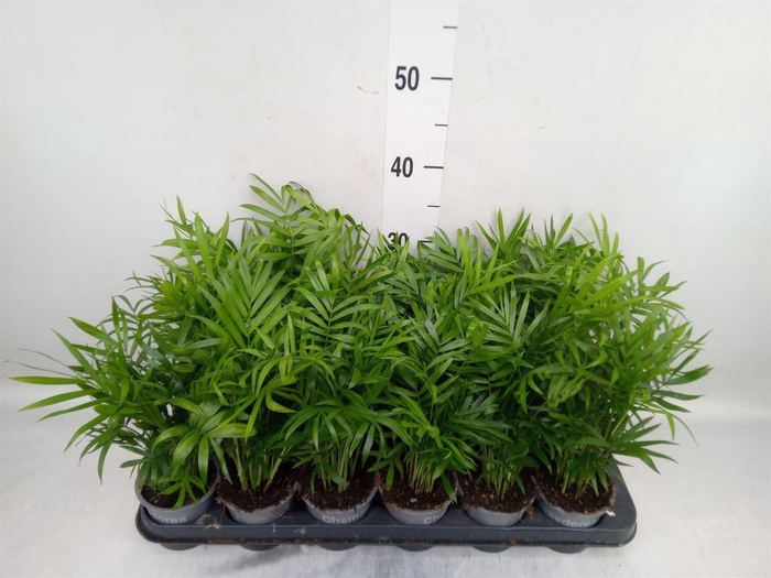 <h4>Chamaedorea elegans</h4>