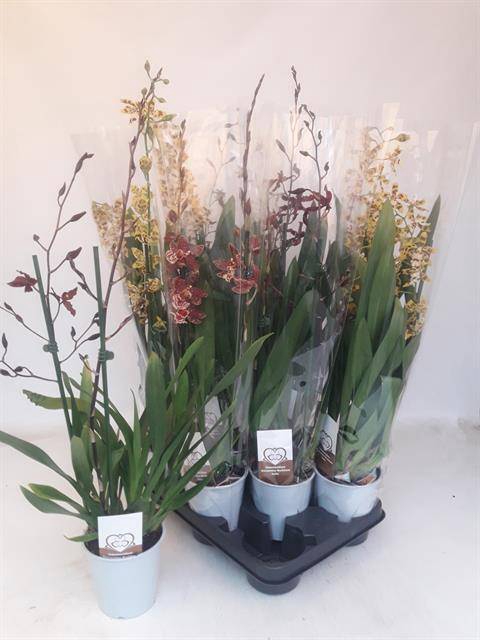 <h4>VUYLST PLUSH</h4>