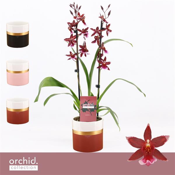 <h4>Barrocco Red, 2-spike in Dolomite Horizon 'Orchid Collection'</h4>