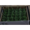 Sier Cucumis Egel L Holl X30