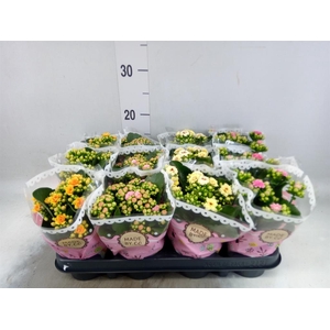 Kalanchoe blos.   ..mix