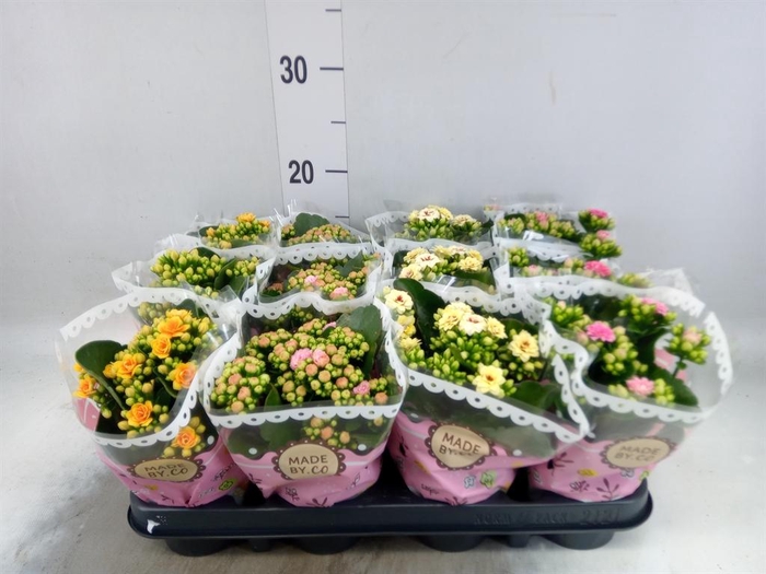 <h4>Kalanchoe blos.   ..mix</h4>
