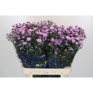 Aster Baby Pink Pearl
