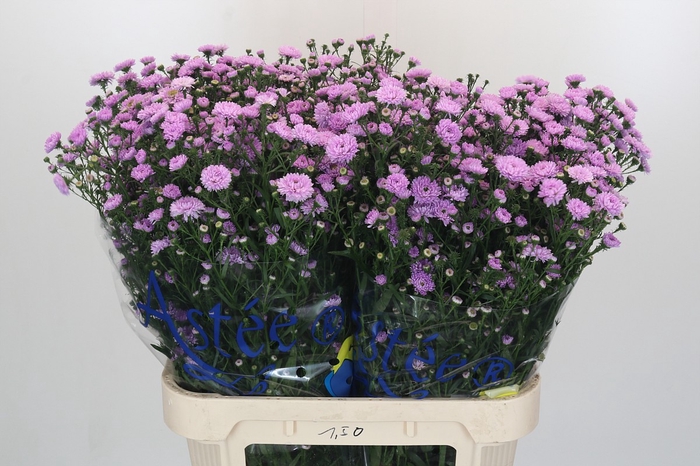 <h4>Aster Baby Pink Pearl</h4>