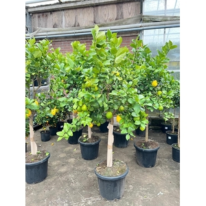 Citrus limone Lemon on stem