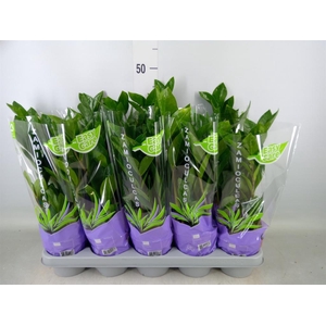 Zamioculcas zamiifolia