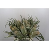 Banksia Speciosa