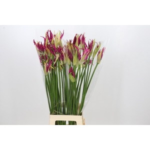 Nerine Katjana