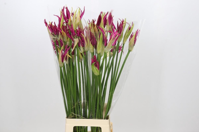 <h4>Nerine Katjana</h4>