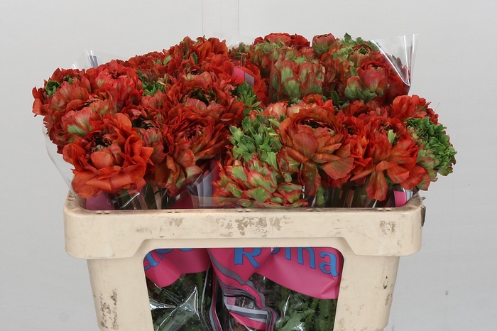 <h4>Ranunculus Romance Crown Bastille</h4>