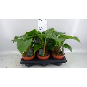 Alocasia  'Low Rider'
