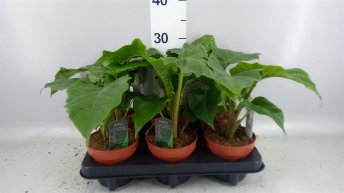 <h4>Alocasia  'Low Rider'</h4>