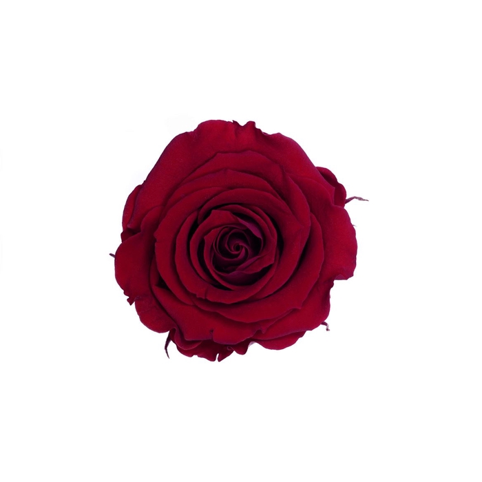 <h4>Z PRESERVED ROSA MINI XS RED 02</h4>