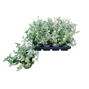 EUONYMUS FO HARLEQUI
