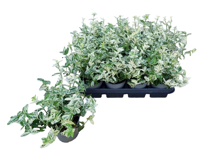 <h4>EUONYMUS FO HARLEQUI</h4>