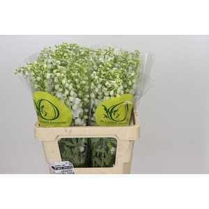 Delphinium Pure White