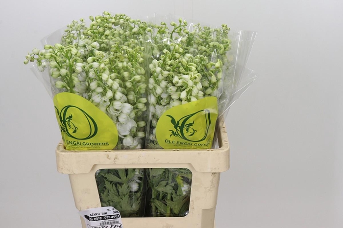 <h4>Delphinium Pure White</h4>