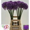 Allium Globemaster