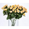 Rosa TR 'Trinity' BRAAM